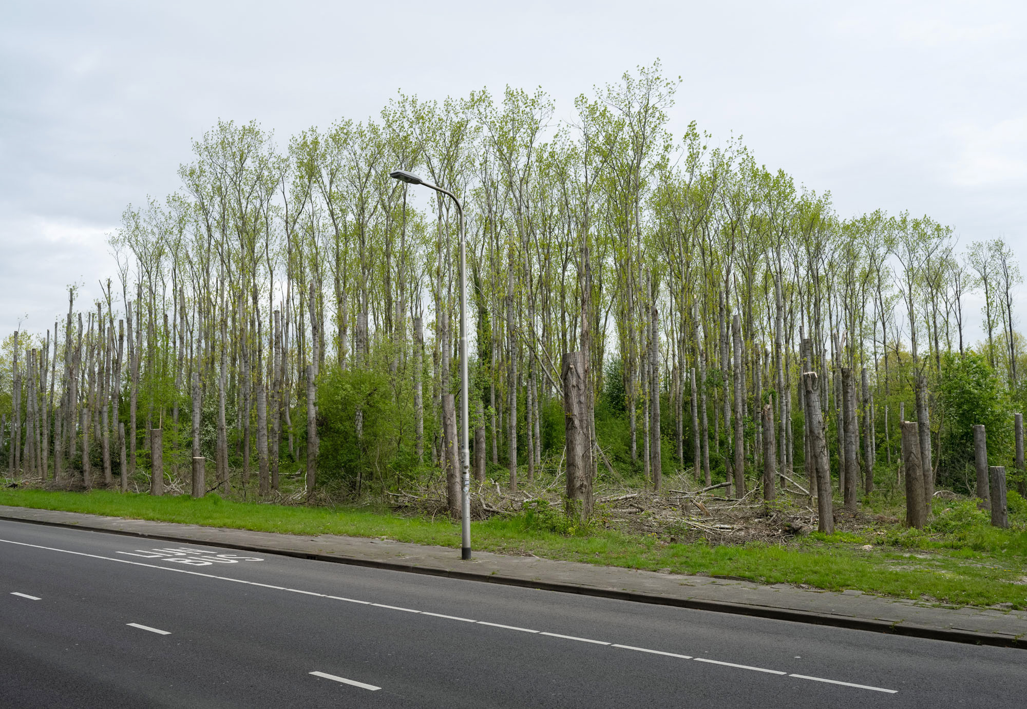 Atropine #002 Atropine #002