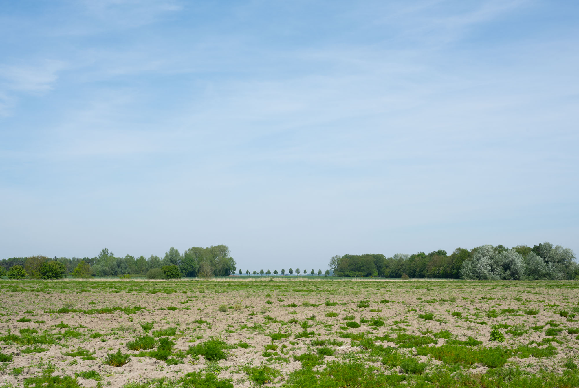 Atropine #005 Atropine #005