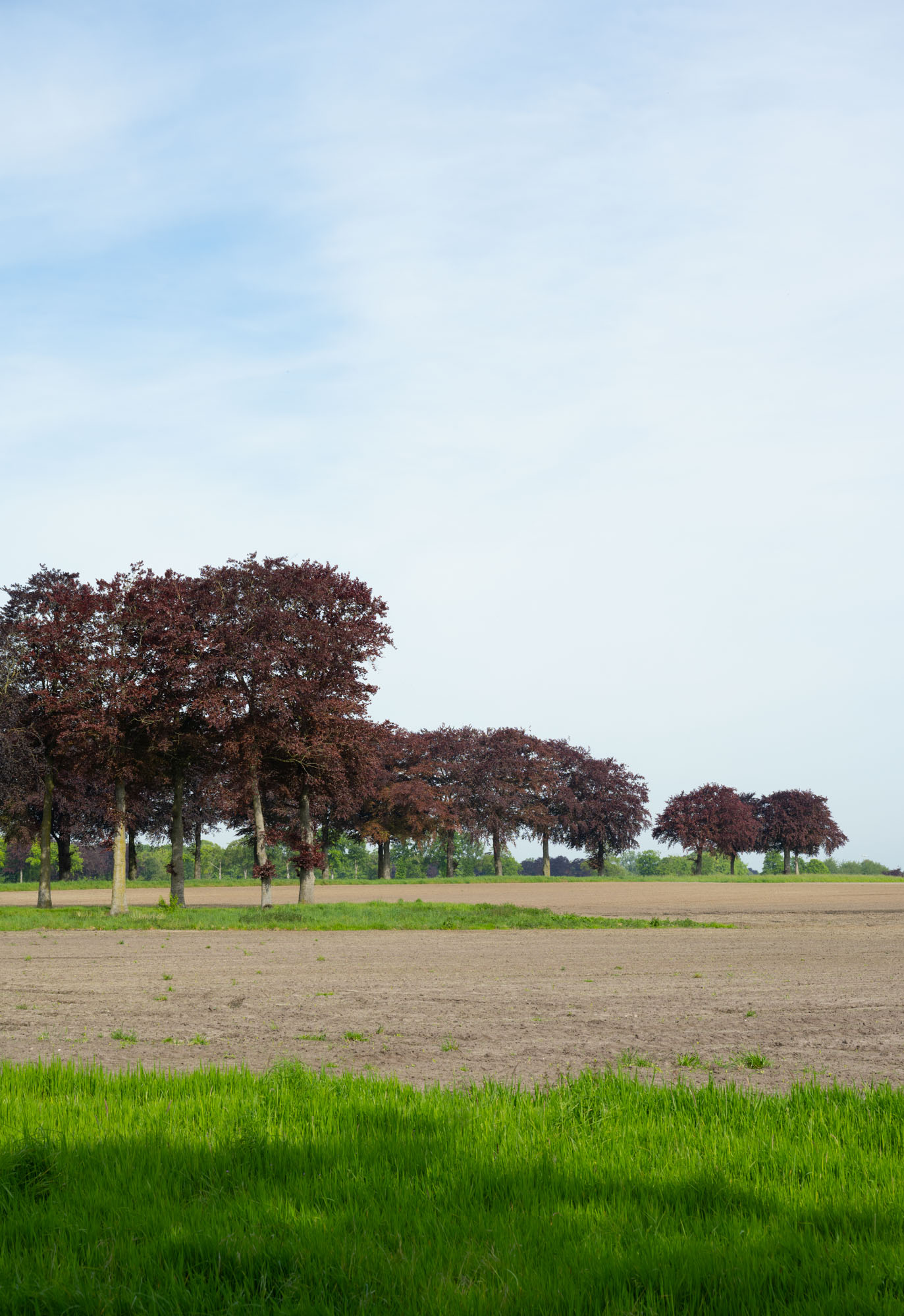 Atropine #008 Atropine #008