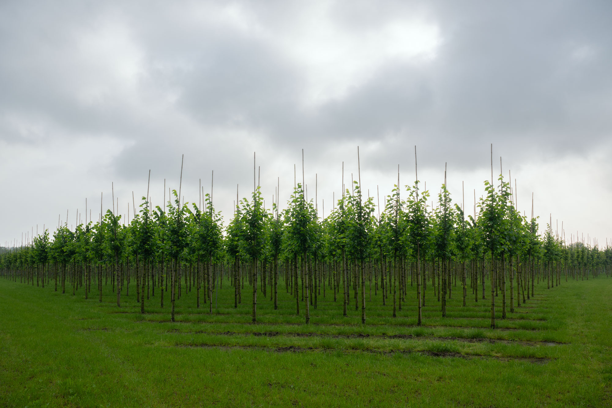 Atropine #012 Atropine #012