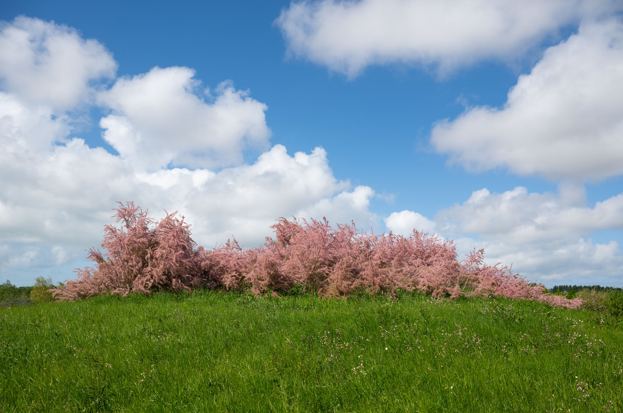 Atropine #013 Atropine #013