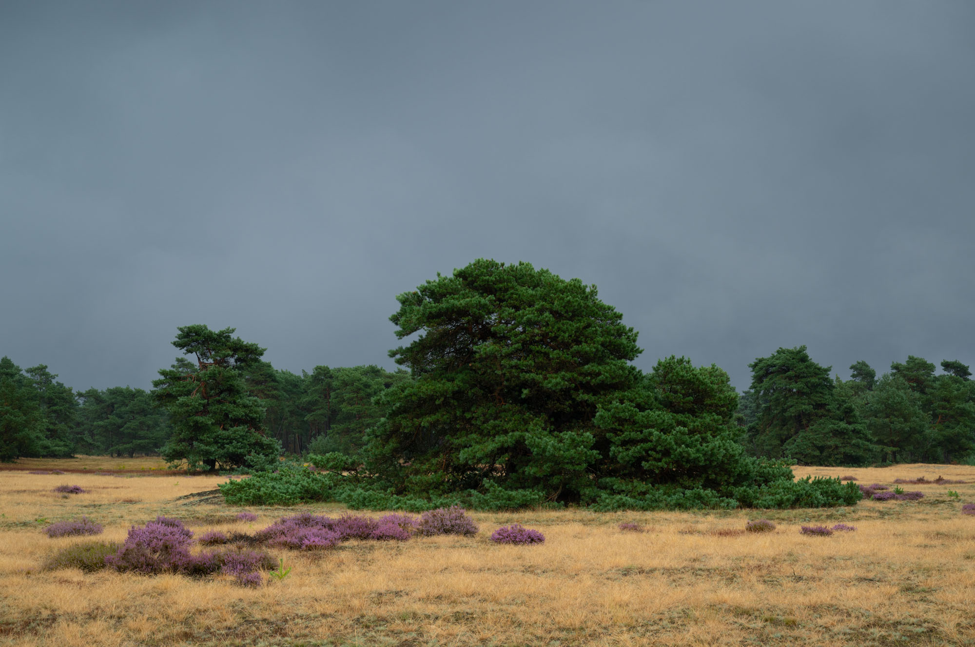 Atropine #018 Atropine #018