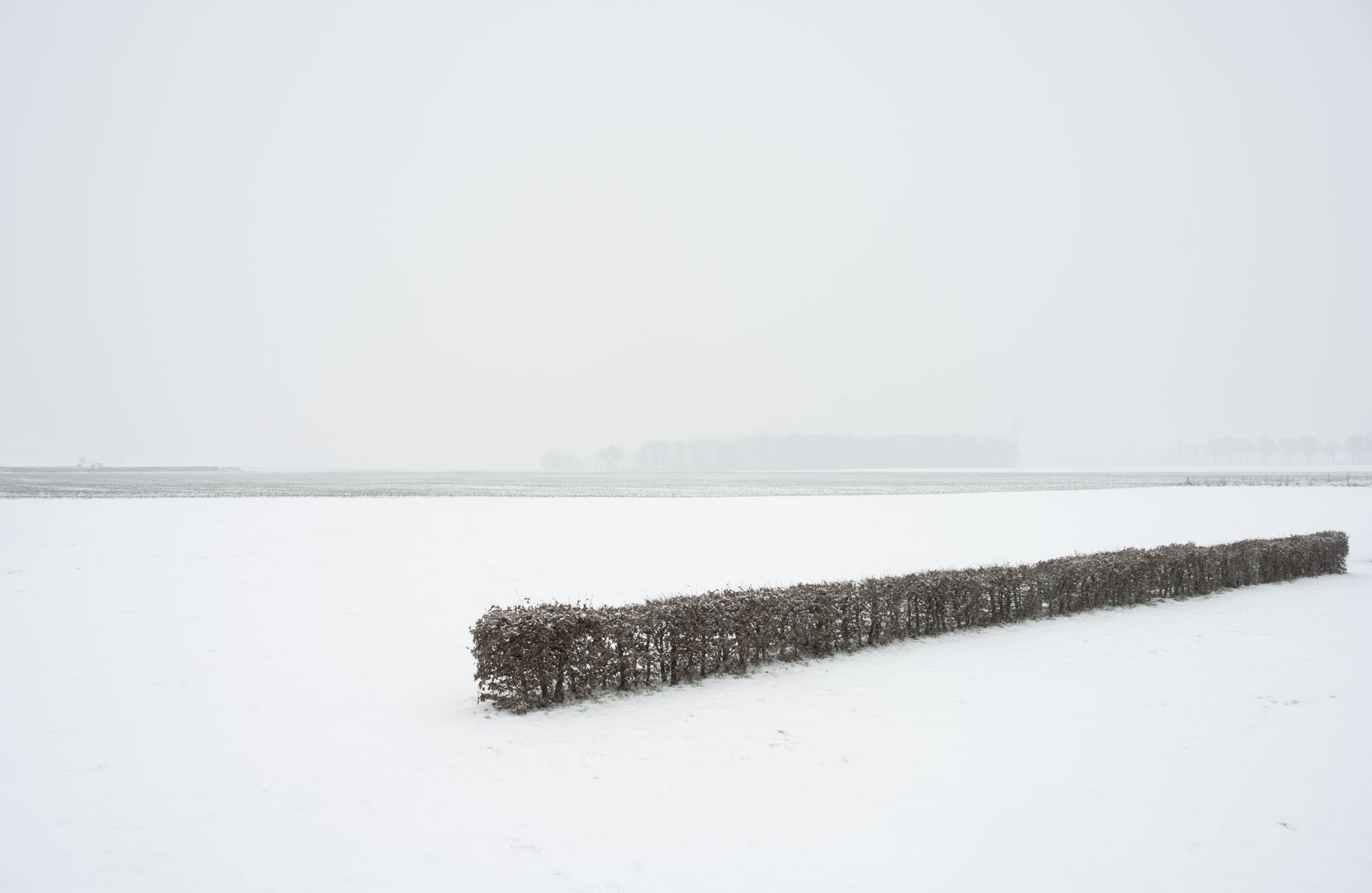 Atropine #019 Atropine #019