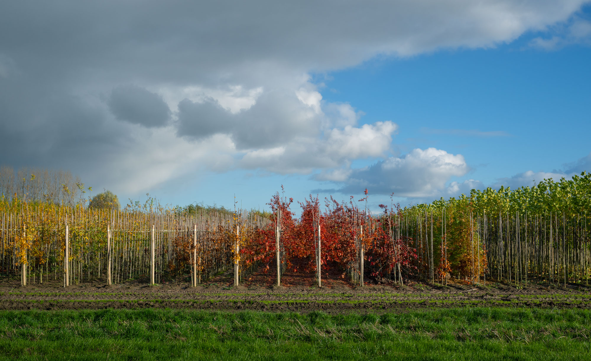 Atropine #027 Atropine #027