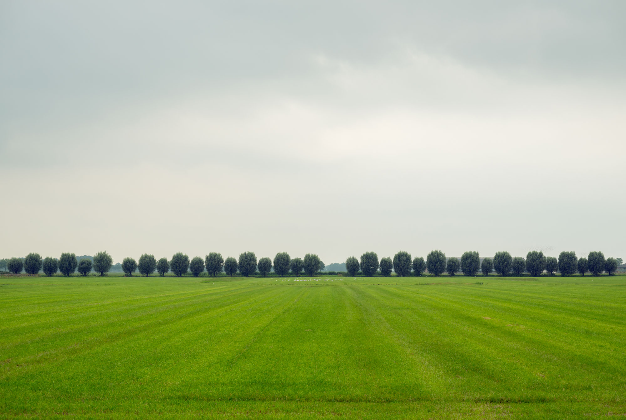 Atropine #038 Atropine #038