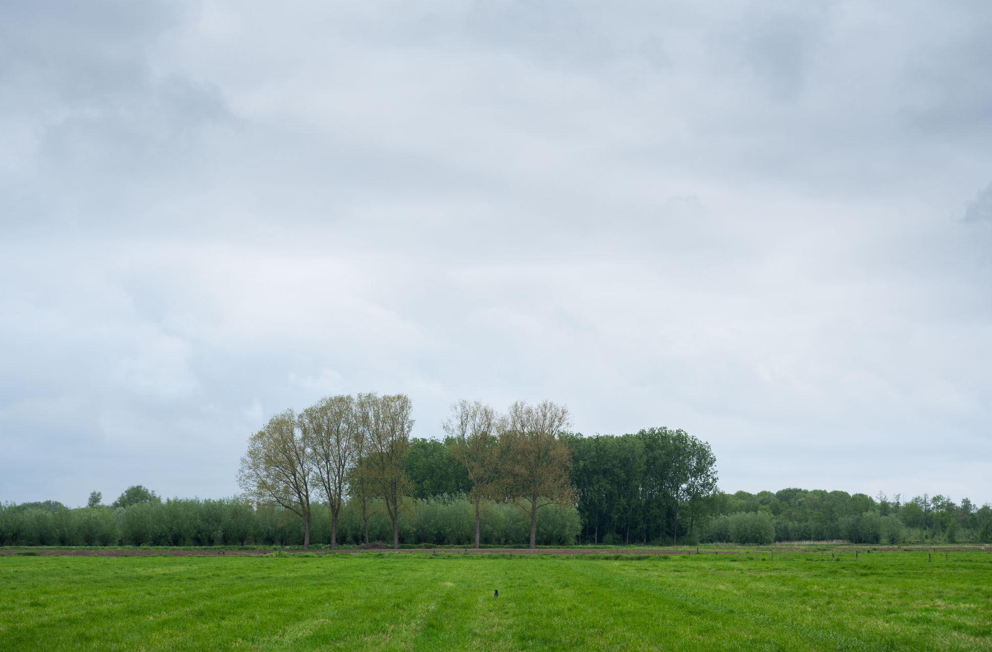 Atropine #043 Atropine #043