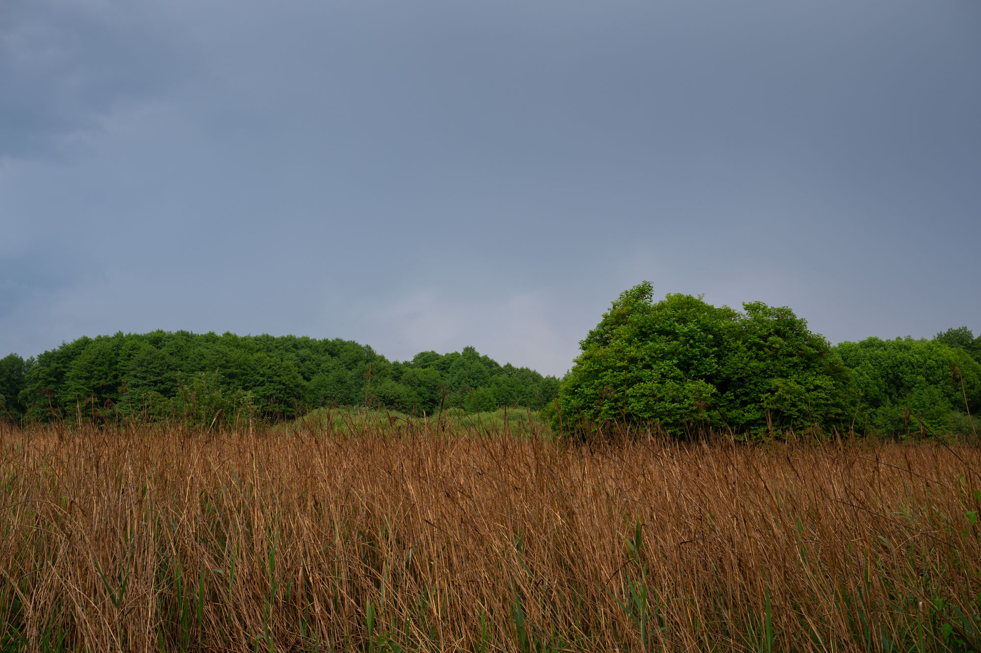 Atropine #046 Atropine #046