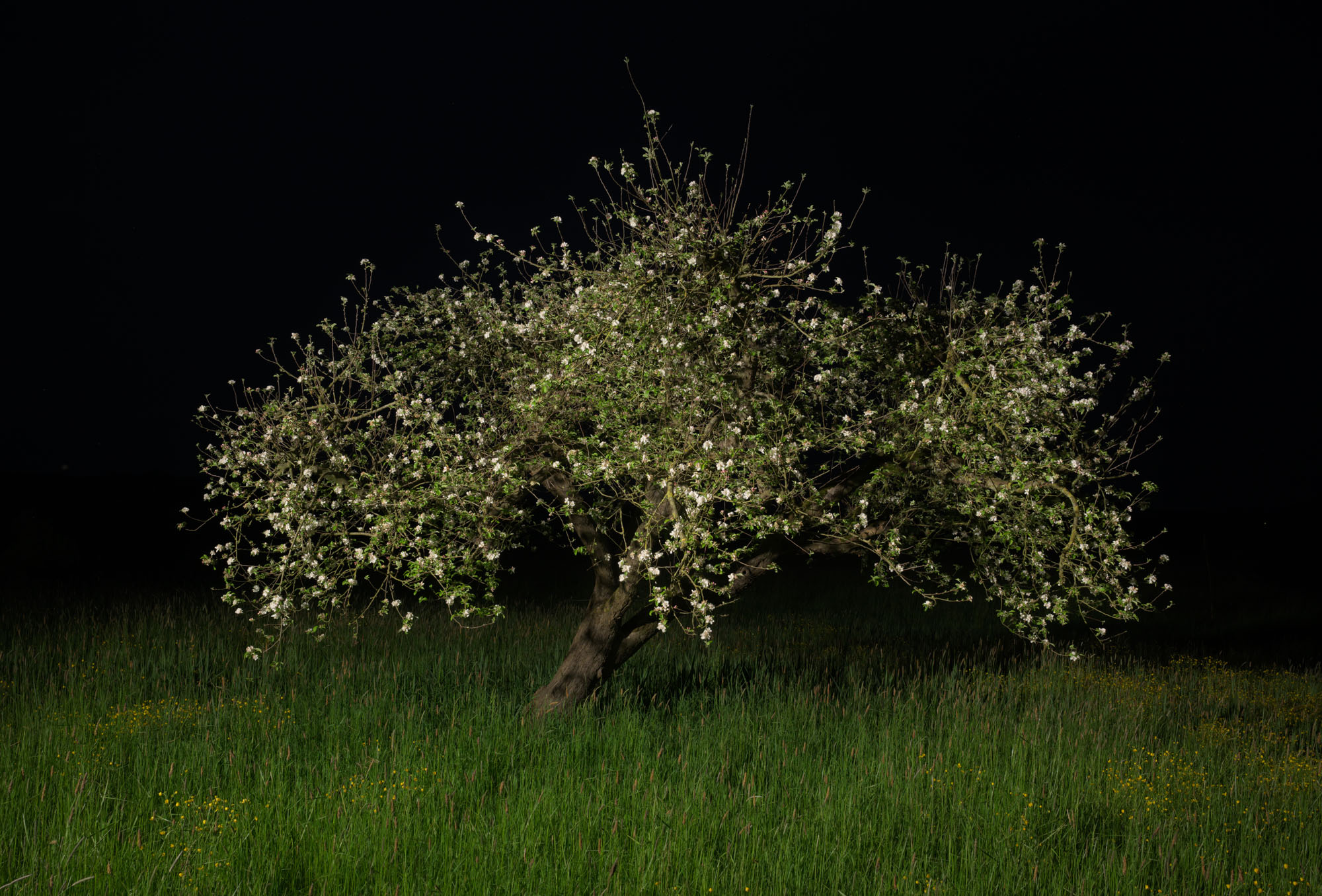 Proto #096 Proto #096