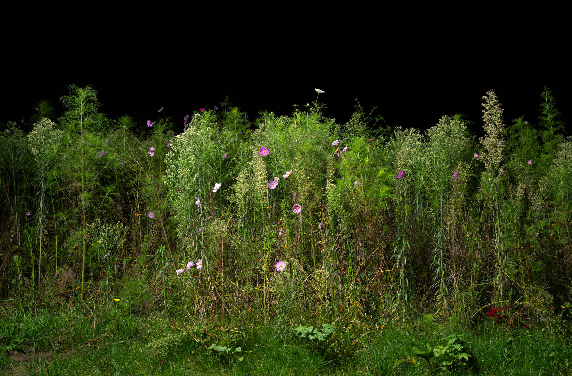 Proto #100 Proto #100