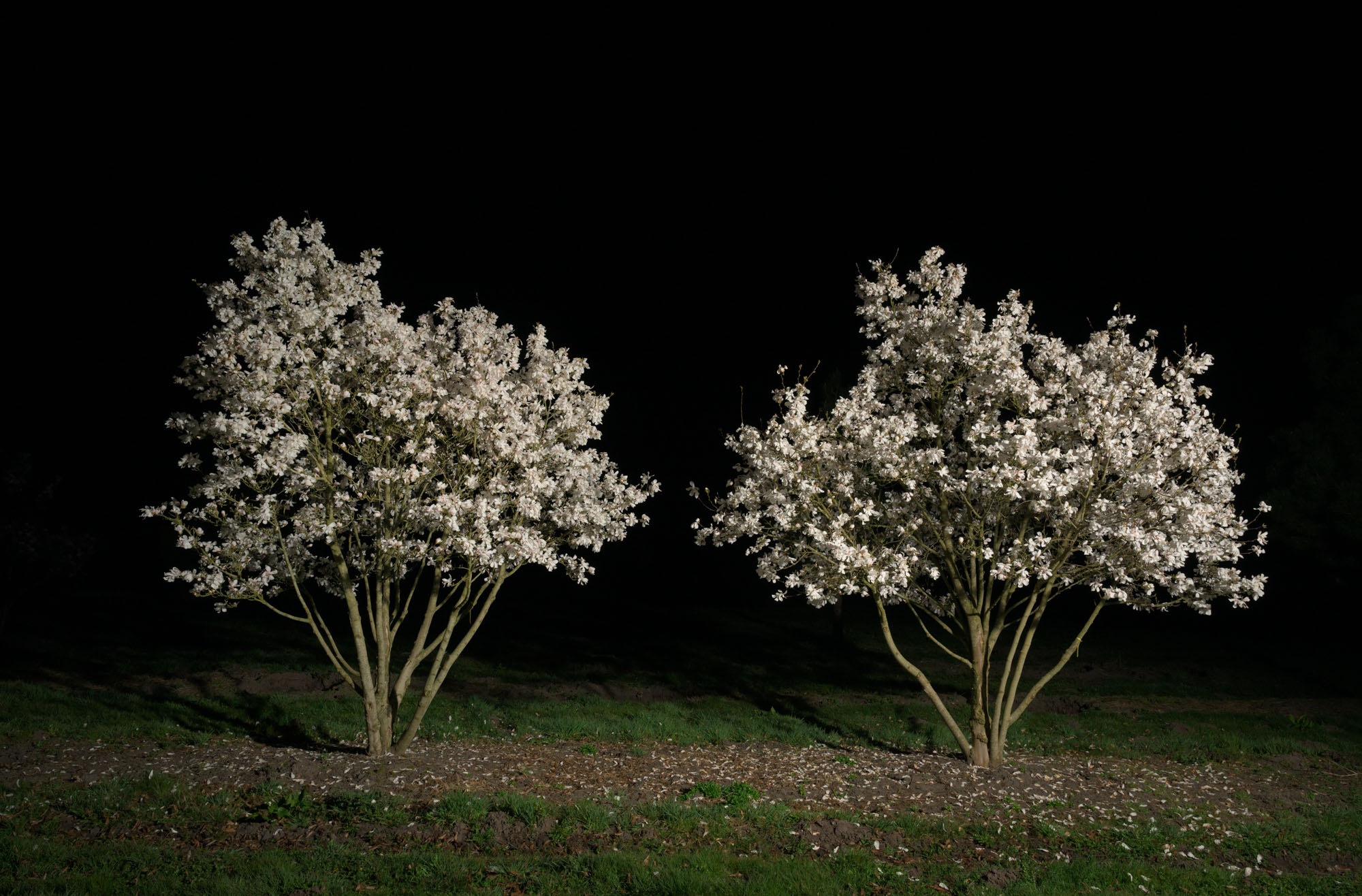 Proto #106 Proto #106