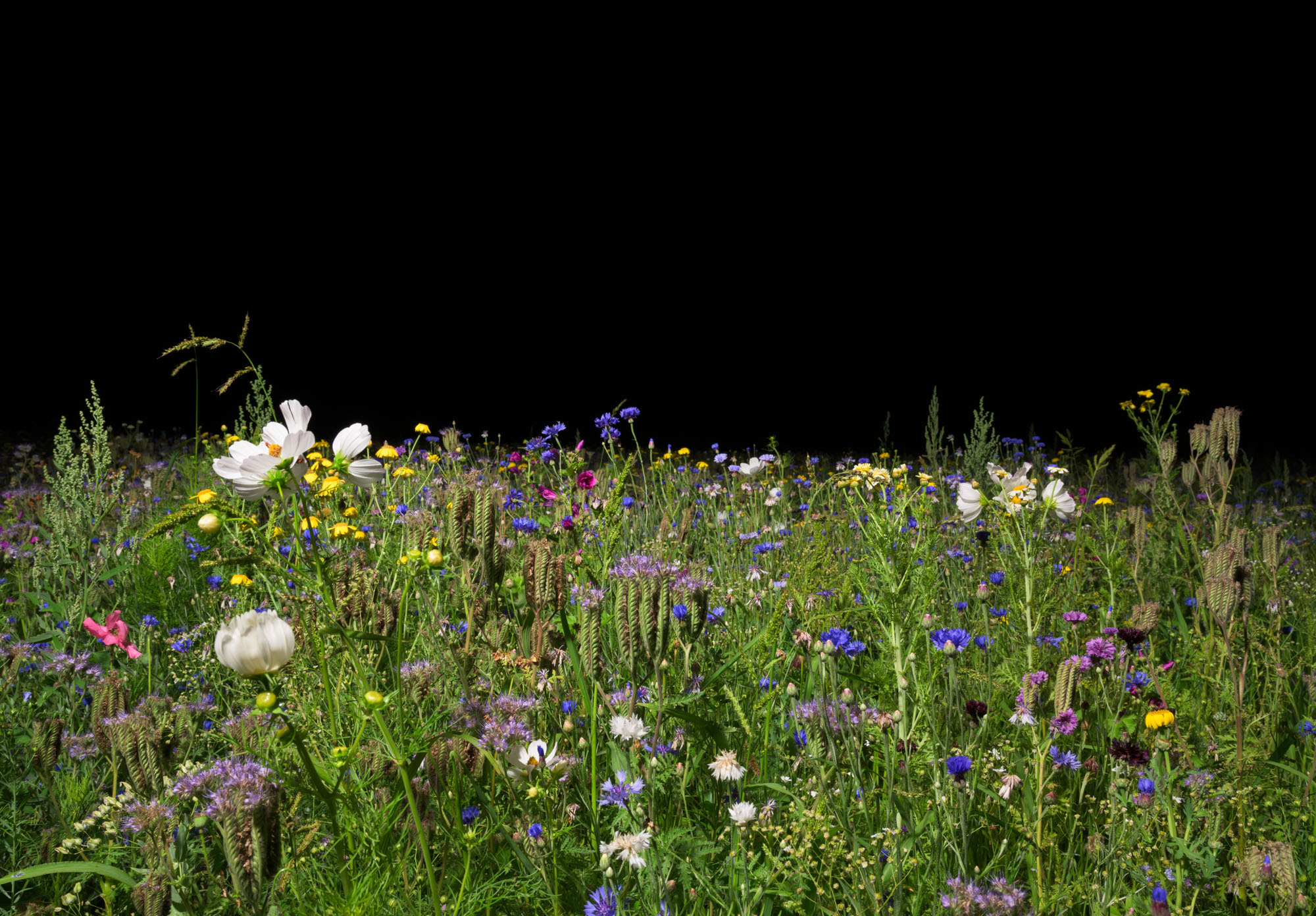 Proto #117 Proto #117