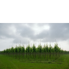 Atropine #012 Atropine #012