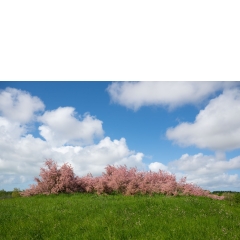 Atropine #013 Atropine #013