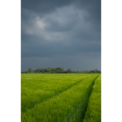 Atropine #016 Atropine #016