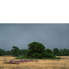 Atropine #018 Atropine #018