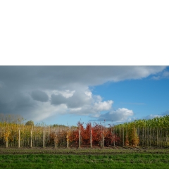 Atropine #027 Atropine #027