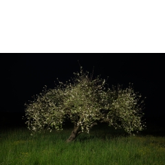 Proto #096 Proto #096