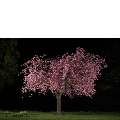 Proto #098 Proto #098