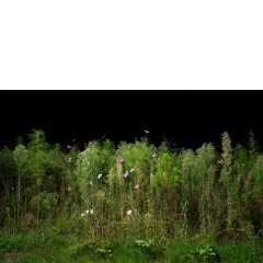 Proto #100 Proto #100