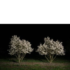 Proto #106 Proto #106