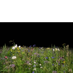 Proto #117 Proto #117