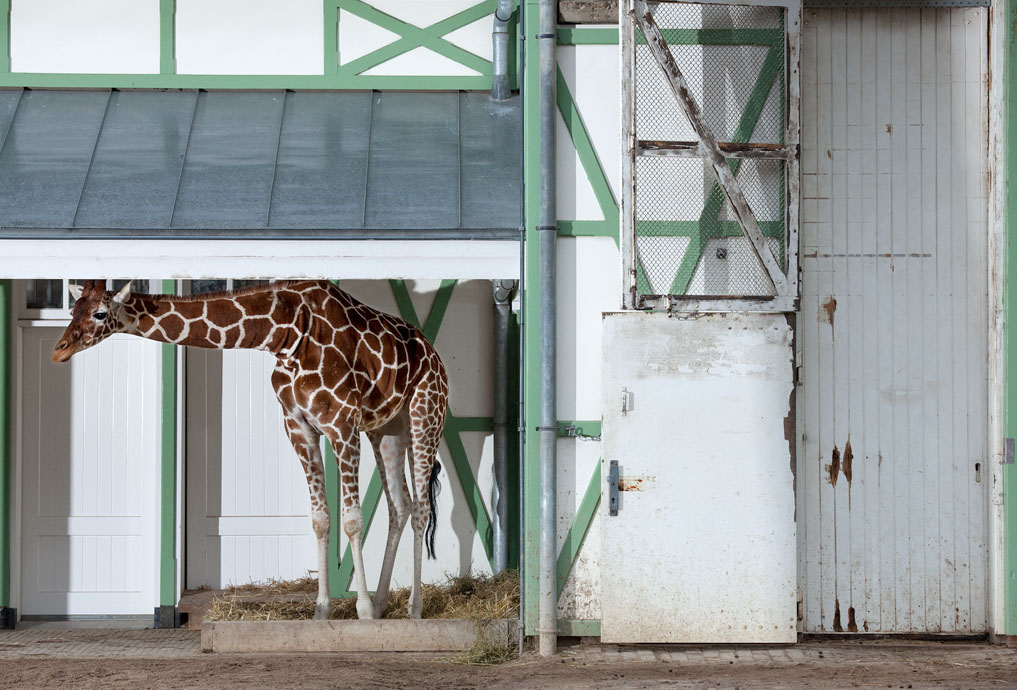 Animal #008, Giraf, Amserdam, 2010
