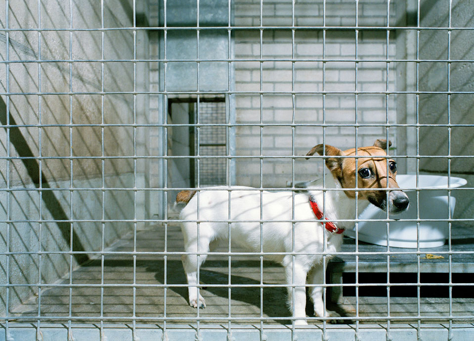 Animal #013, Hond, Breda, 2003