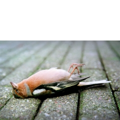 Animal #002, Vink, Rotterdam, 2007 Animal #002, Vink, Rotterdam, 2007
