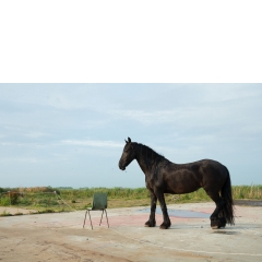 Animal #003, Paard, Osingahuizen, 2019 Animal #003, Paard, Osingahuizen, 2019