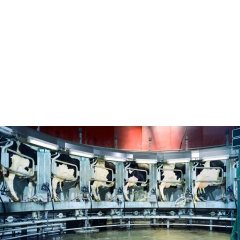 Animal #004, Koeien, Halsteren, 2006 Animal #004, Koeien, Halsteren, 2006