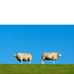 Animal #005, Schapen, Eemshaven, 2018 Animal #005, Schapen, Eemshaven, 2018