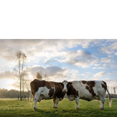 Animal #006, Koeien, Breda, 2018 Animal #006, Koeien, Breda, 2018