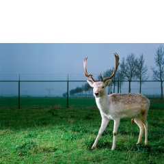 Animal #007, Hert, Oosteind, 2003 Animal #007, Hert, Oosteind, 2003