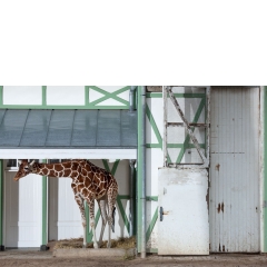 Animal #008, Giraf, Amserdam, 2010