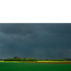Koolzaad, Sleeuwijk, 2008 Koolzaad, Sleeuwijk, 2008