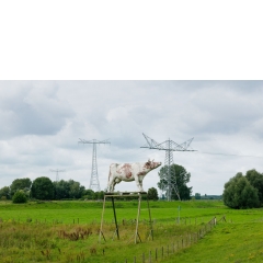 Animal #009, Koe, Hasselt, 2010 Animal #009, Koe, Hasselt, 2010