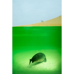 Animal #010, Zeehond, Texel, 2015 Animal #010, Zeehond, Texel, 2015