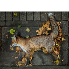 Animal #011, Vos, London, 2014 Animal #011, Vos, London, 2014