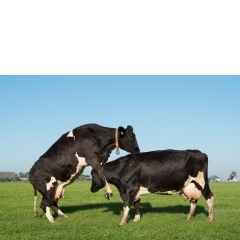 Animal #012, Koeien, Wyns, 2019 Animal #012, Koeien, Wyns, 2019
