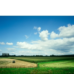 Gras, Tolkamer, 2007 Gras, Tolkamer, 2007