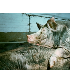 Animal #015, Varkens, Oirschot, 2010 Animal #015, Varkens, Oirschot, 2010